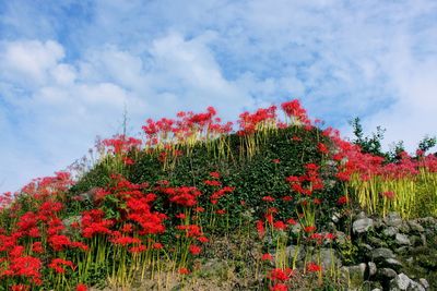Red flowering plants and trees against sky