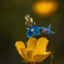 Blue and yellow 