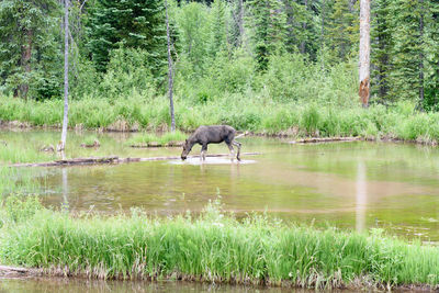 Horses in a lake