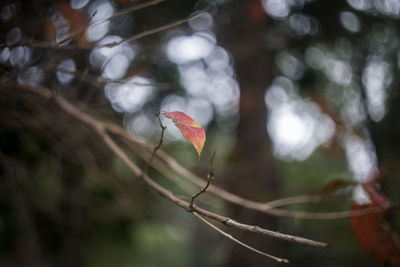 Close-up of flower growing on tree