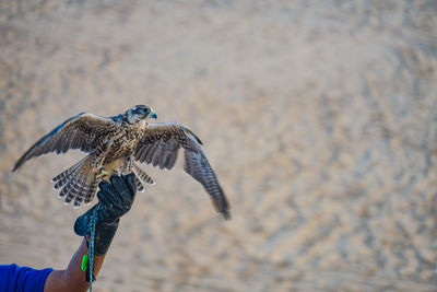 Close-up of a bird flying against blurred background