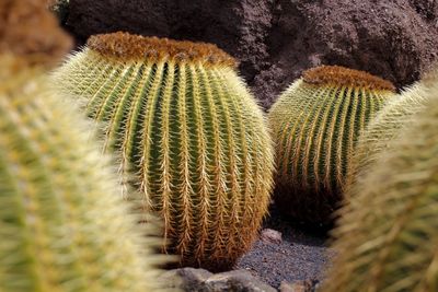 Close-up of succulent plant or cactus 