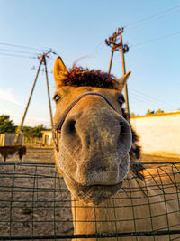 Close-up of a horse against the sky