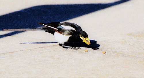 Close-up of a bird eating