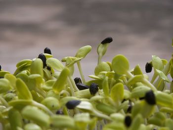 Close-up of fresh green plants