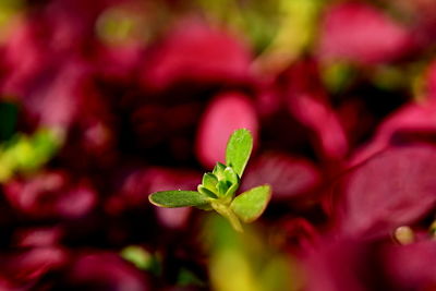 Close-up of red flower