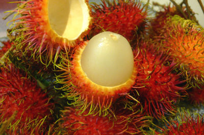 Close-up of red rose