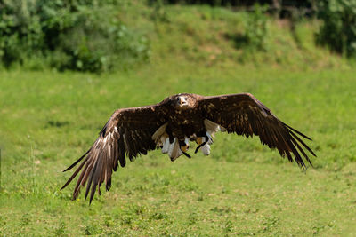 Close-up of eagle flying over field