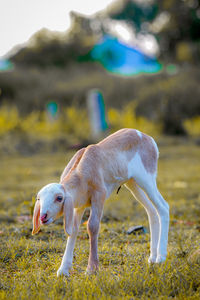 Side view of dog standing on field