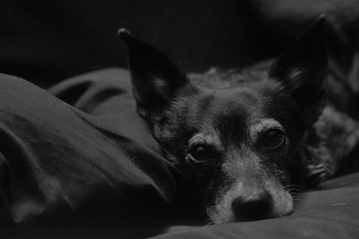 Close-up portrait of dog resting