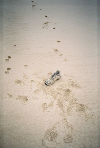 High angle view of crab on beach