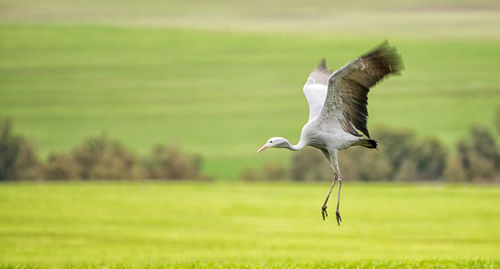 Bird flying over a field