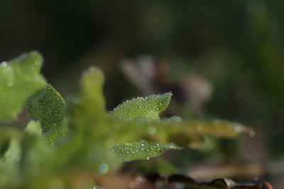 Close-up of wet leaves