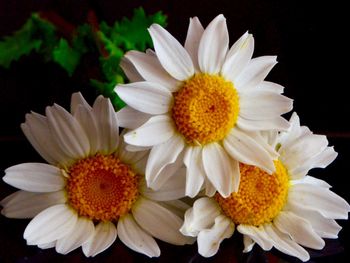 Close-up of daisy flower