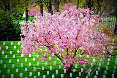 Pink flowers blooming on tree