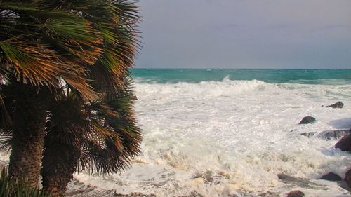 Palm trees on beach against sky