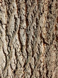 Full frame shot of tree trunk
