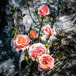 Close-up of rose bouquet