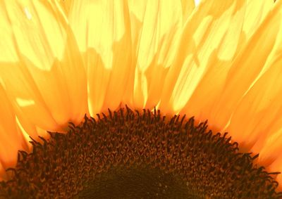 Close-up of sunflower