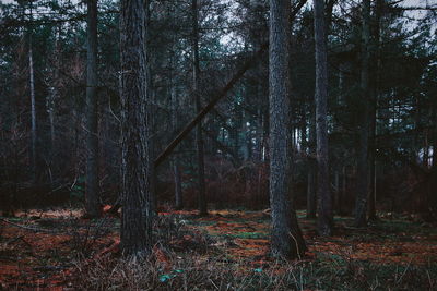 Trees growing on field in forest