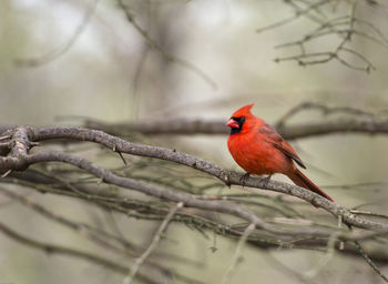 Male cardinal perching on branch