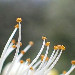 Close-up of yellow flowering plant