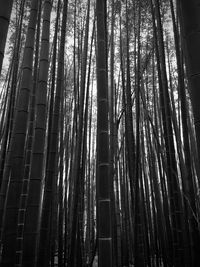 Low angle view of bamboo trees in forest