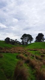 Trees on field against sky