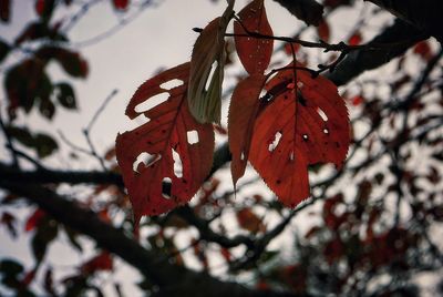 Close-up of orange growing on tree