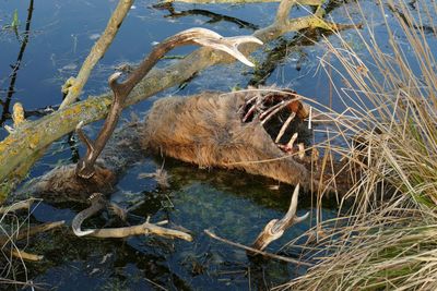 View of animal drinking water from lake