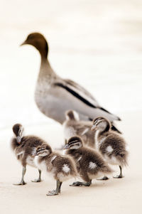 Close-up of birds on sand