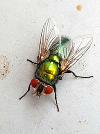 Close-up of fly