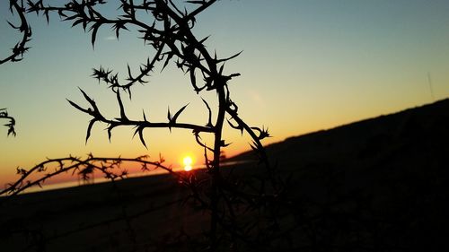 Close-up of silhouette tree against orange sky