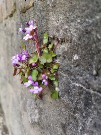 High angle view of insect on plant by wall