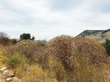 Plants on field against sky