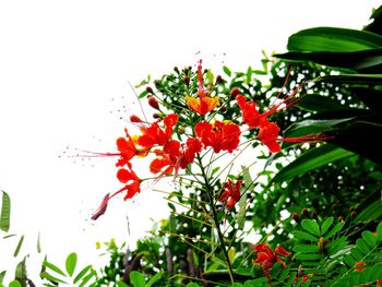 Low angle view of red flowering plant