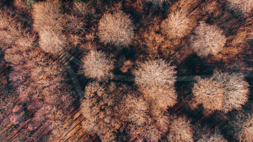 Full frame shot of plants
