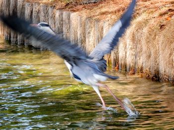 View of gray heron flying over lake