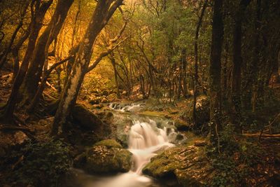 Stream flowing amidst trees in forest