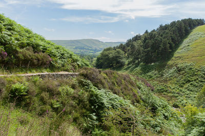 Idyllic rural scene in summer