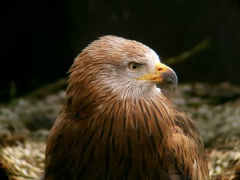 Close-up of a bird