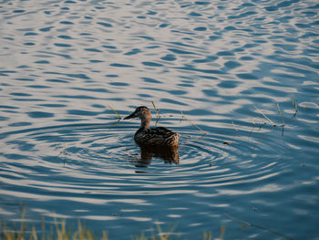 High angle view of duck swimming in lake