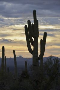 Cactus plant against sky during sunset