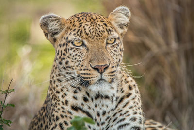 Close-up of leopard