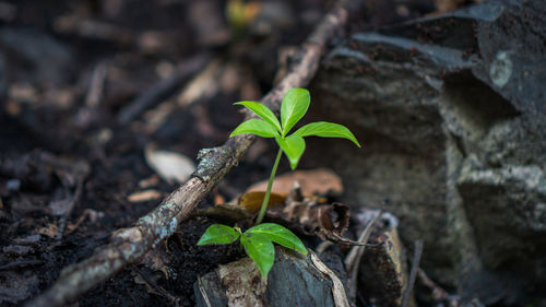 Close-up of small plant growing on field