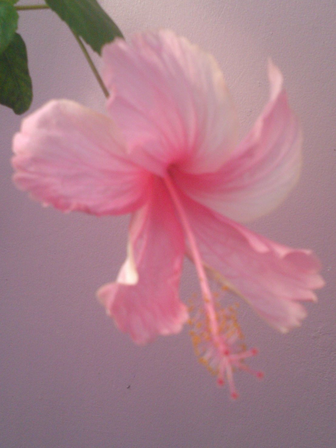 Pink hibiscus