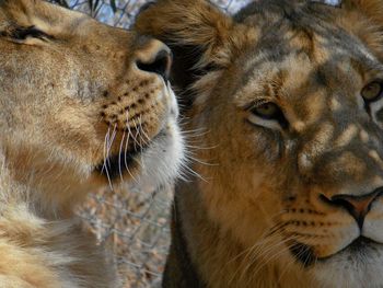 Close-up of lions in antelope park, gweru zimbabwe