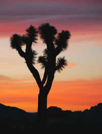 Silhouette tree against orange sky