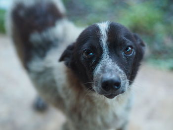 Close-up portrait of dog