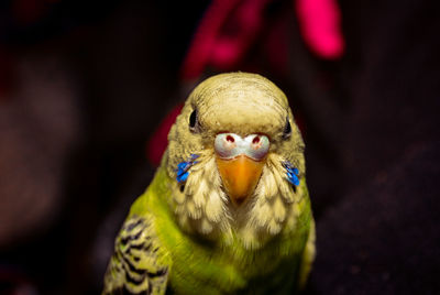 Close-up of parrot perching